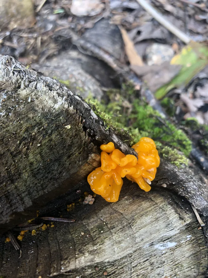 Bright orange jelly fungus emerging from a split in a wet fallen log surrounded by moss.