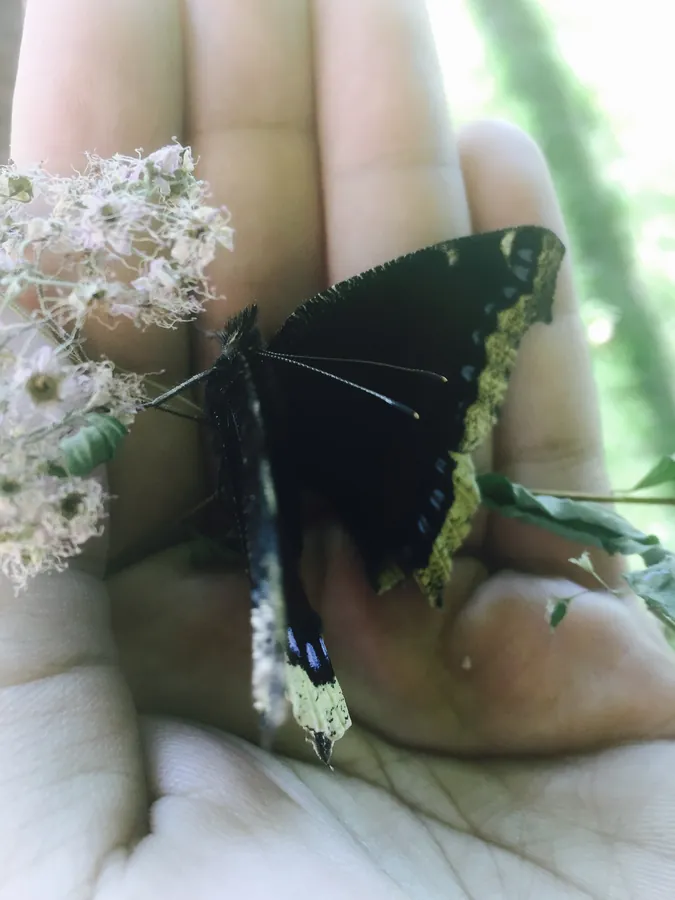 A mourning cloak butterfly resting on an open palm, wings dark maroon with a ragged cream border and a row of blue marginal spots.