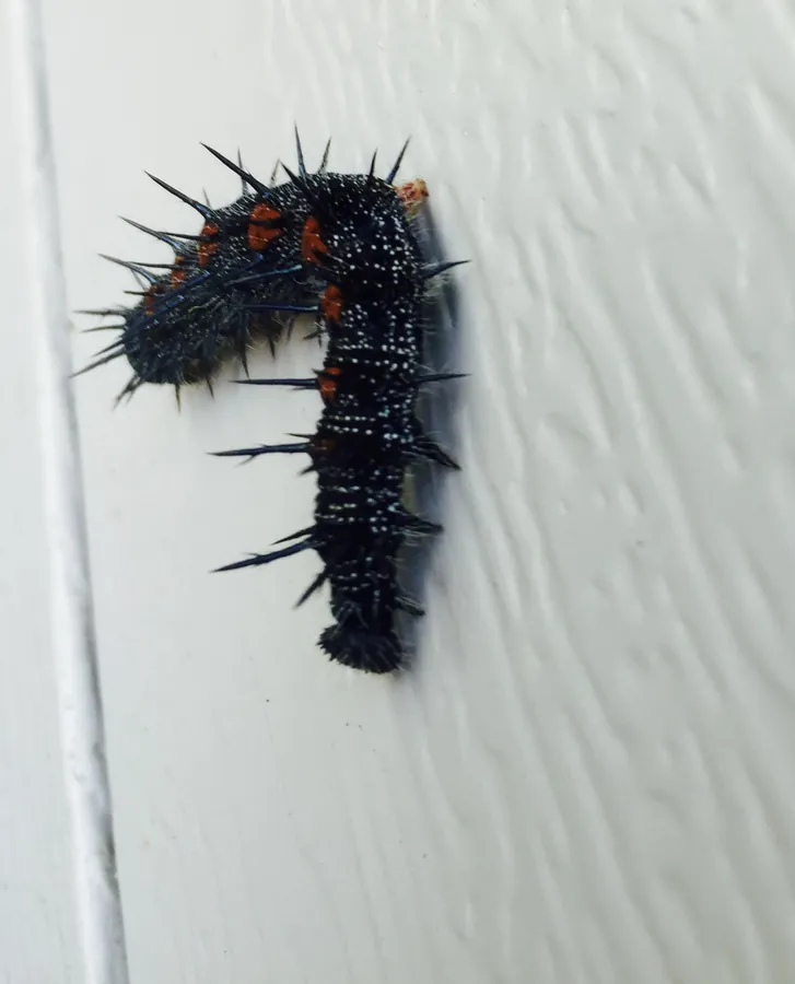 A black spined caterpillar with brick-red dorsal spots and white speckling, resting on white clapboard siding.