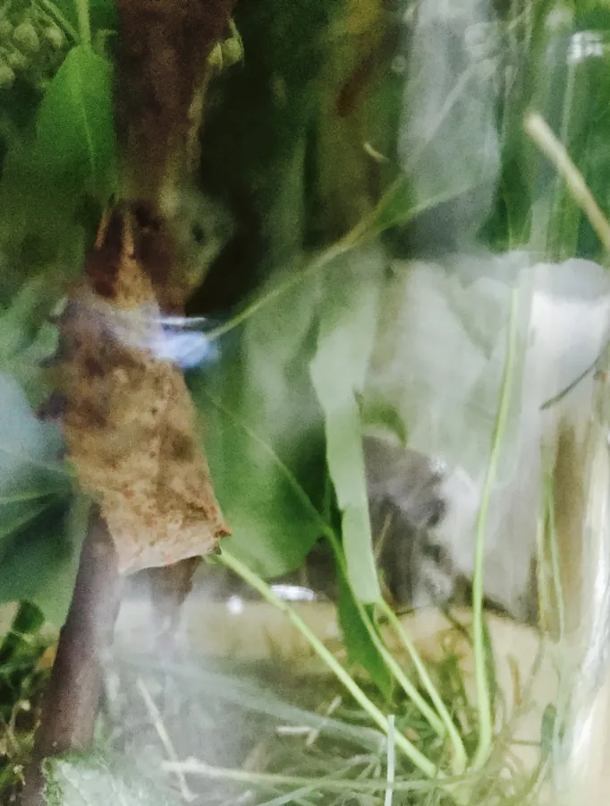 A brown pupa suspended from a twig inside a glass jar lined with leaves.